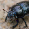 Dunghaufen als Hotspots der Biodiversität: Dungkäfer im Nationalpark Seewinkel im Fokus